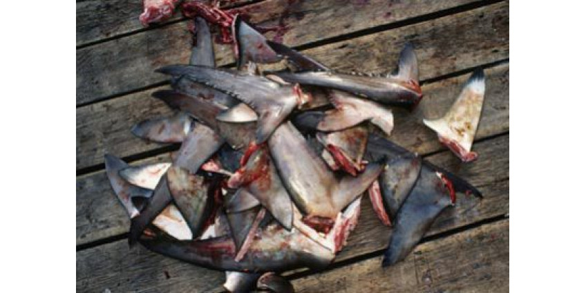 Акульи плавники теперь под запретом