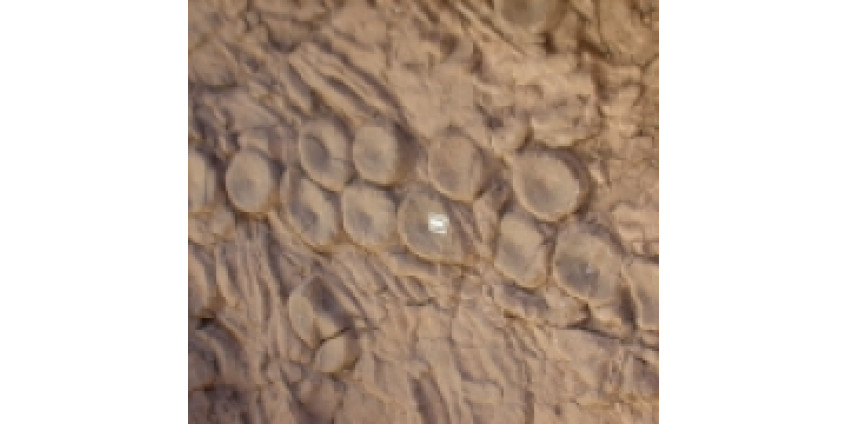 В Неваде изучают тайну, которой миллионы лет