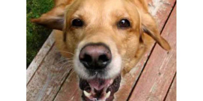 Лаять в Лос-Анджелесе можно не более 10 минут