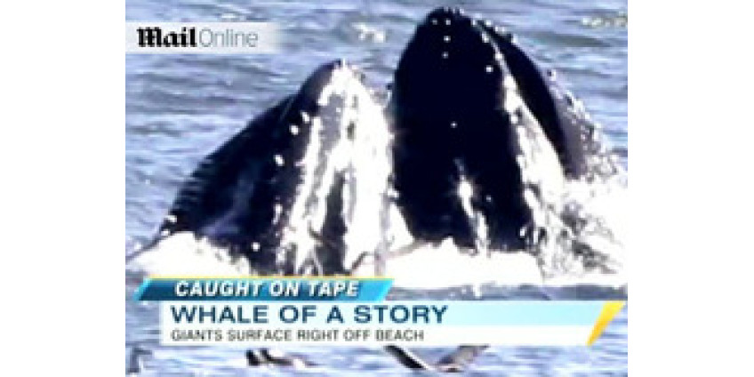 Киты чуть не съели серфингистку