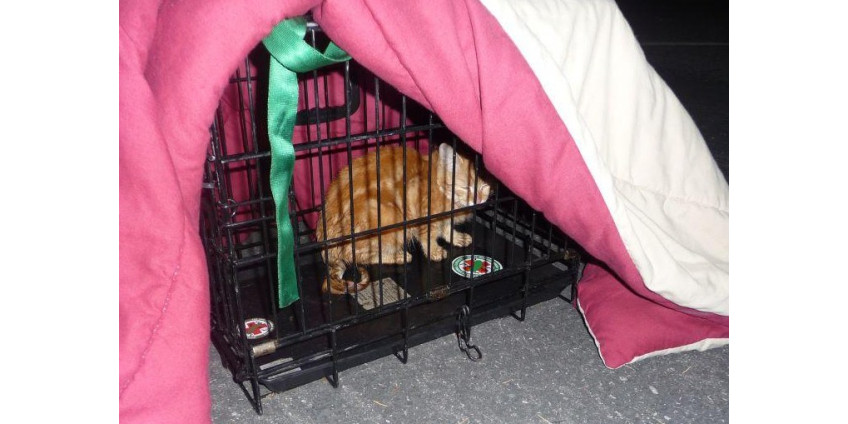 В Америке право на спасение имеют даже котята