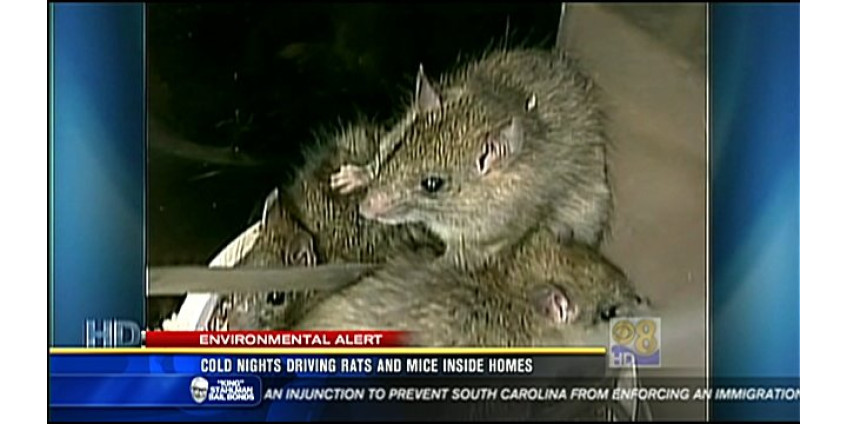 Холода гонят крыс и мышей в дома