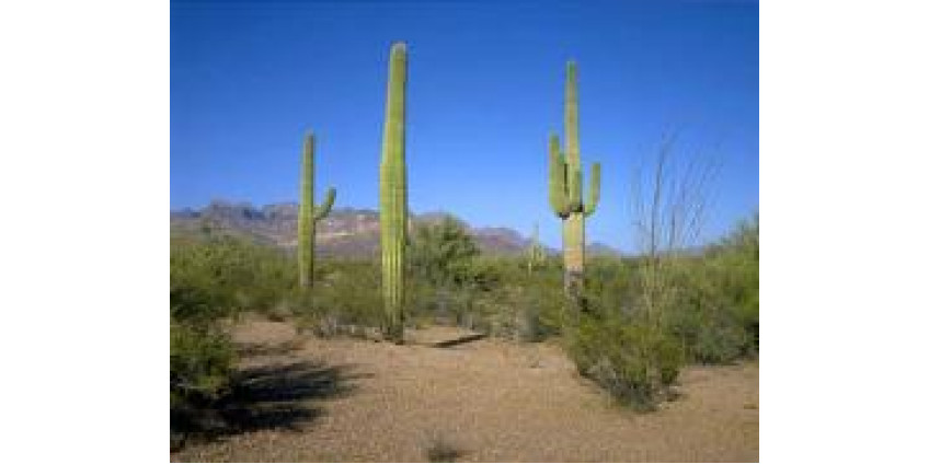 Кошка провела несколько дней на кактусе