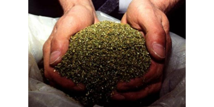 В тоннеле под Сан-Диего обнаружены 15 тонн марихуаны