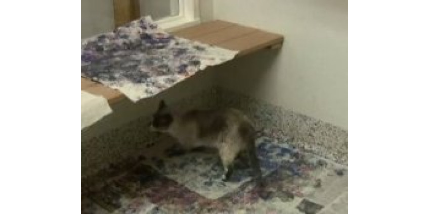 Слепой кот начал рисовать картины