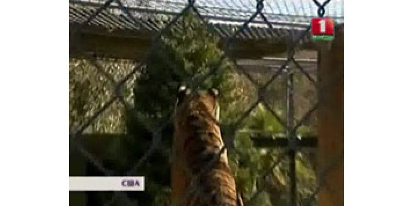 В Калифорнии придумали, как утилизировать елки