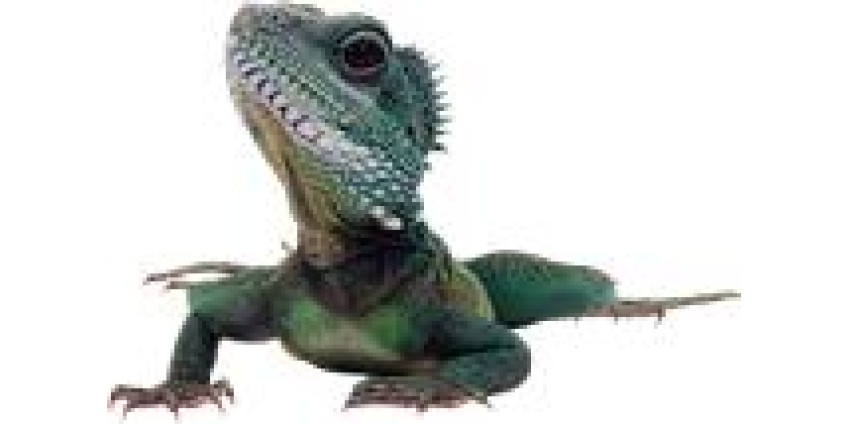 В Сан-Диего появились ядовитые ящерицы