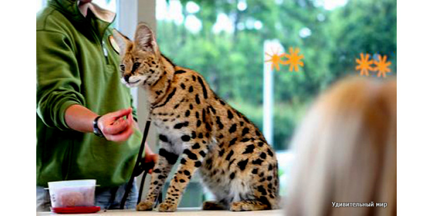 Самый высокий кот в мире живет в Калифорнии