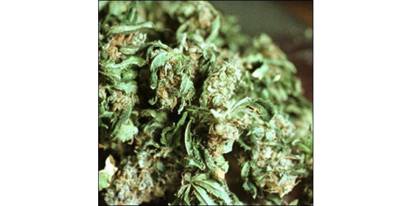 У берегов Калифорнии изъята тонна «отличной» травки