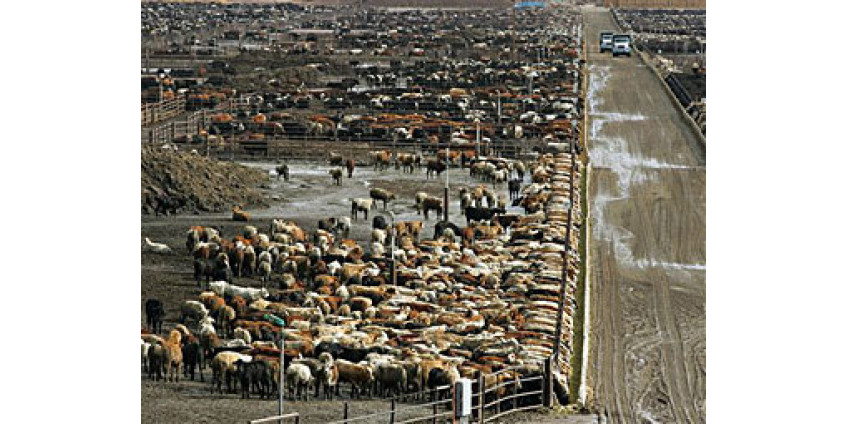 Мясокомбинат подожгли защитники животных