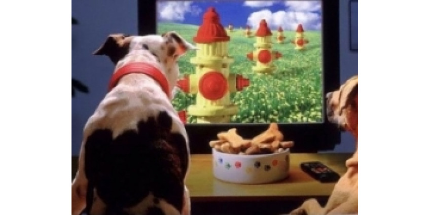 Собачий досуг обеспечен