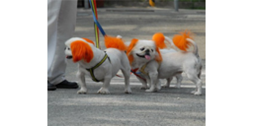 Четвероногие друзья – символы роскоши