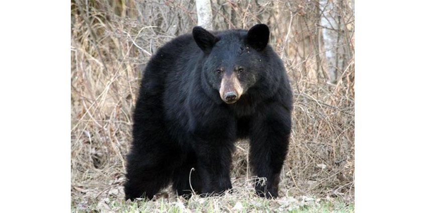 «Мишка косолапый по лесу идет…»