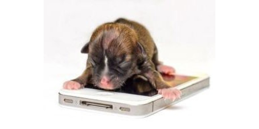 В Калифорнии на свет появилась самая маленькая собака