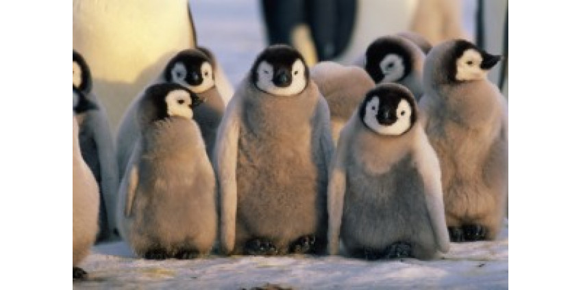 За пингвинами можно наблюдать из дома