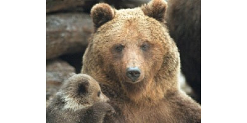 Помощь пришла, откуда не ждали