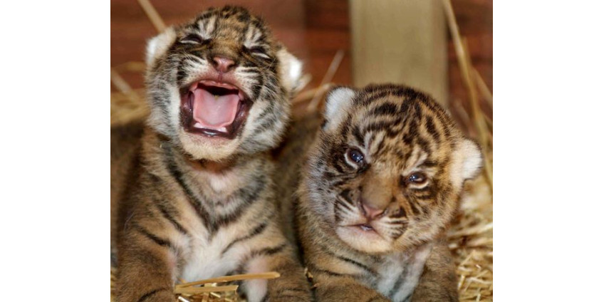 Зоопарк Сан-Диего снова привлекает внимание