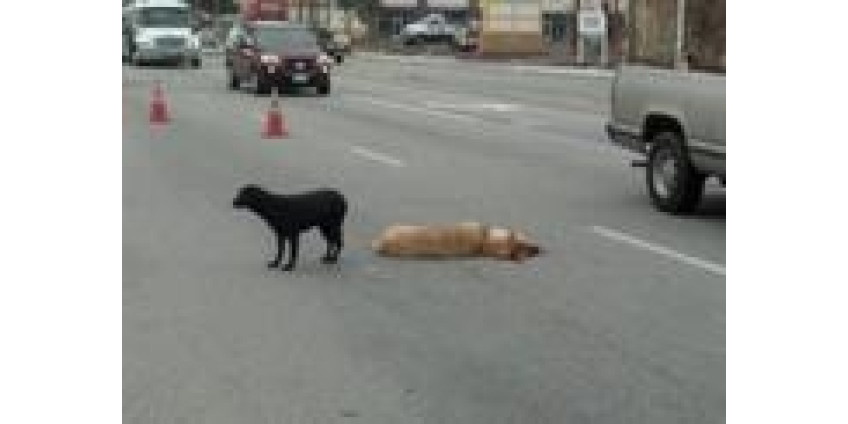 Любовь не имеет границ