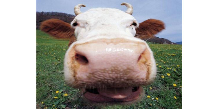 «Коровье бешенство» наступает на Калифорнию