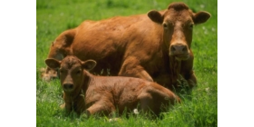 Воздух в Калифорнии загрязняют коровы