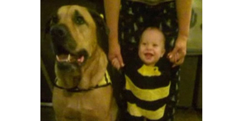 Собака не всегда друг человека