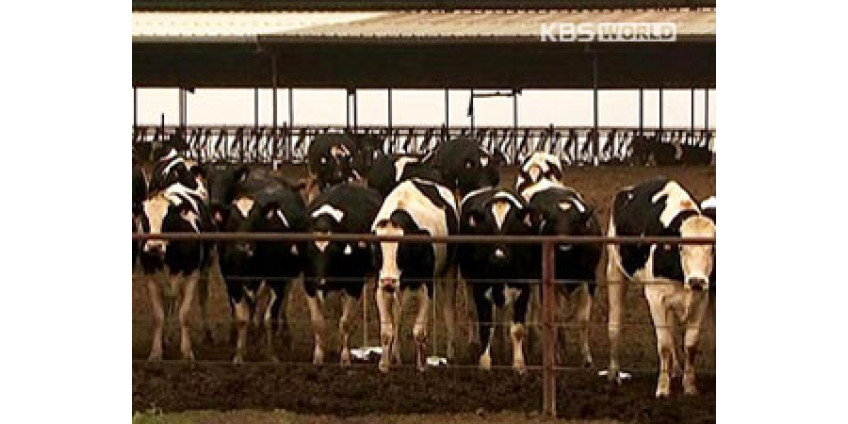 Коровье бешенство оказалось атипичным