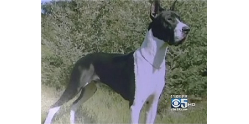 В Калифорнии пропала собака, которая стоит 27 тысяч долларов