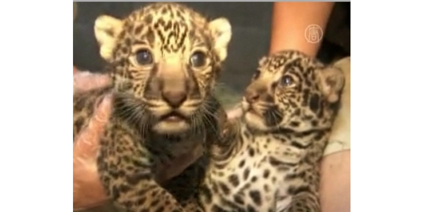 Уникальное событие в зоопарке Сан-Диего