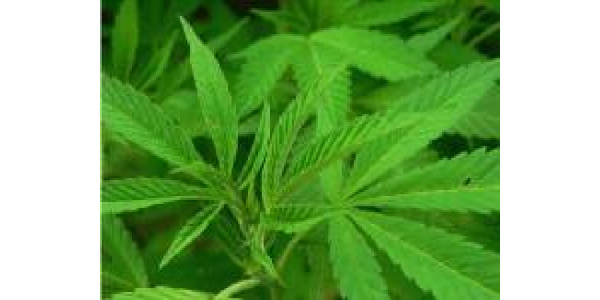 У берегов Сан-Диего дрейфует марихуана