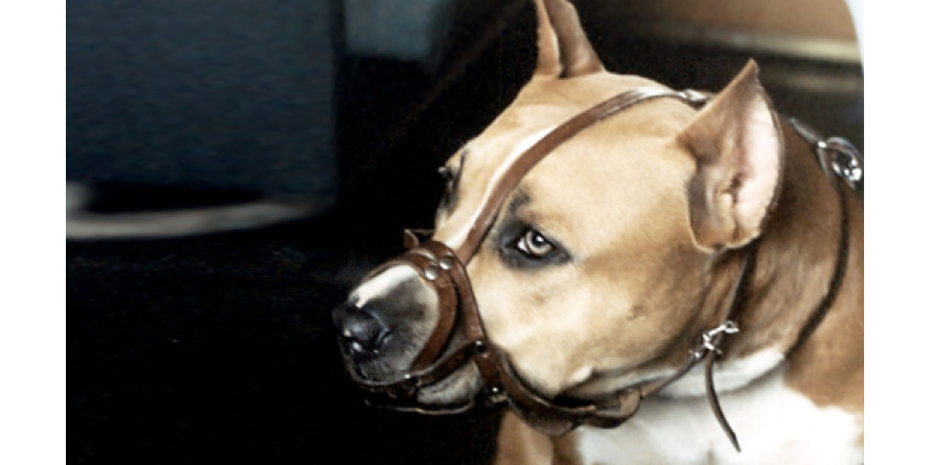 На собачьи бои запреты не действуют