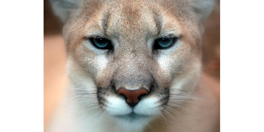 В бизнес-центре в Калифорнии была застрелена пума