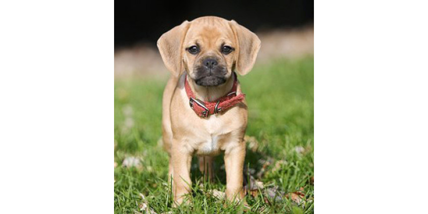 Американка разорила бывшего бойфренда благодаря собаке