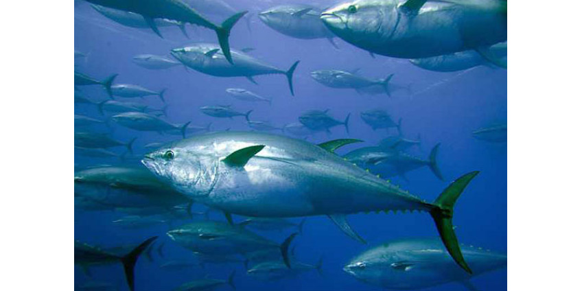 Неподалеку от Сан-Диего выловили зараженную радиацией рыбу