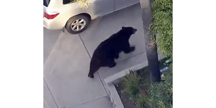 Медведям Калифорнии тоже жарко