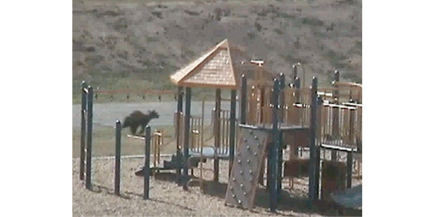 Калифорнийский медведь сорвал школьный праздник