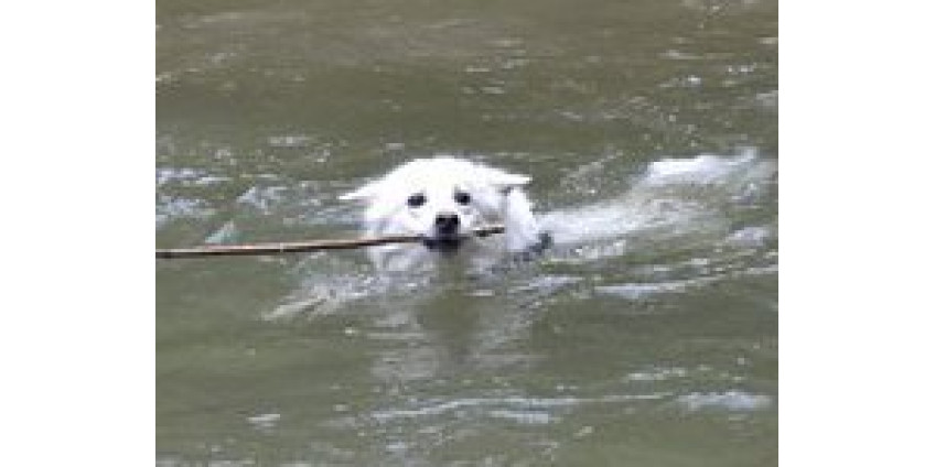 Собаки Сан-Диего снова поразили всех серфингом