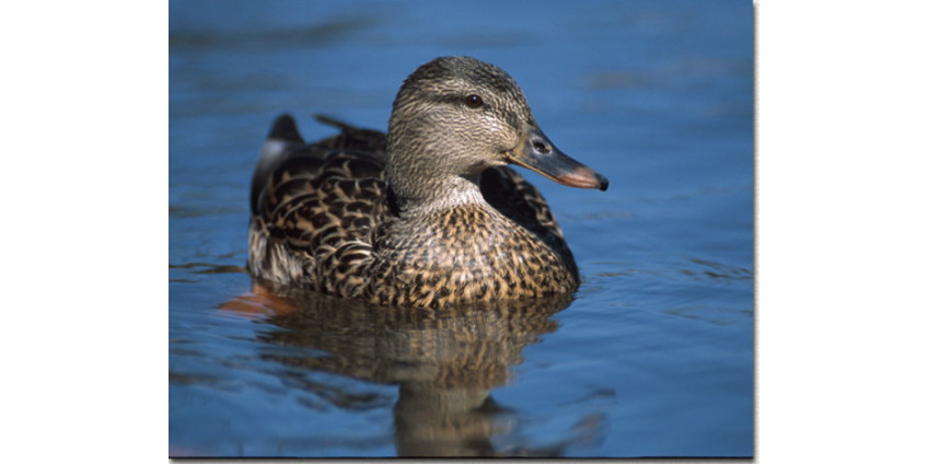 Аризонские утки обречены на голод?
