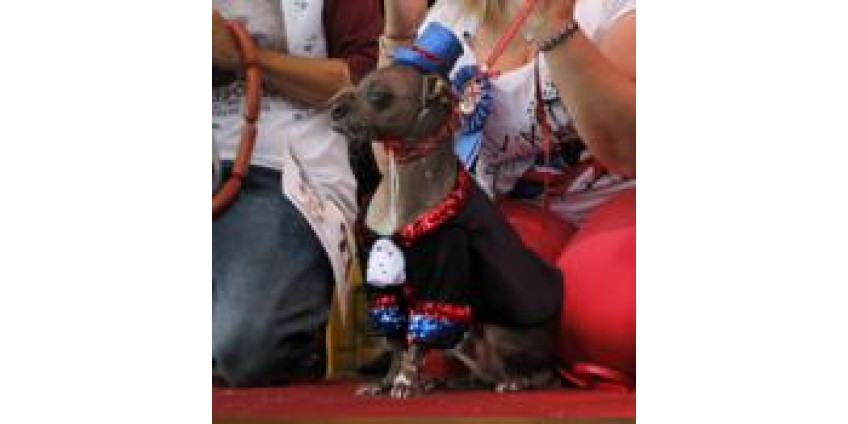 В Калифорнии снова выбрали самую страшную собаку