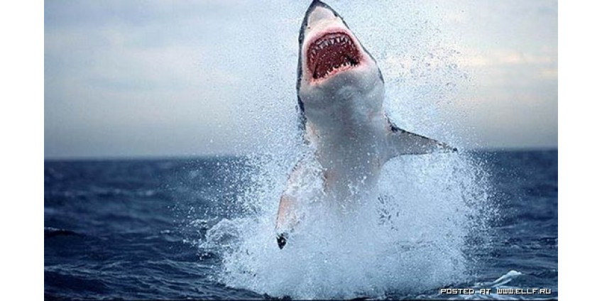 Байдарочник пережил встречу с белой акулой