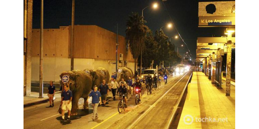 По улицам Лос-Анджелеса гуляют слоны