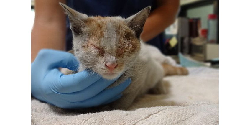 Из Китая прибыл контейнер с котенком