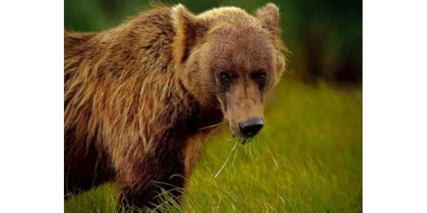 Мохнатая Фрикаделька смущает калифорнийцев