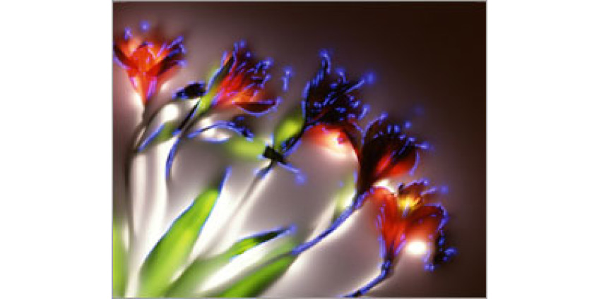 Фотографу удалось электрифицировать цветы