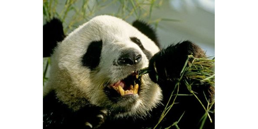 В Сан-Диего празднуют рождение панды