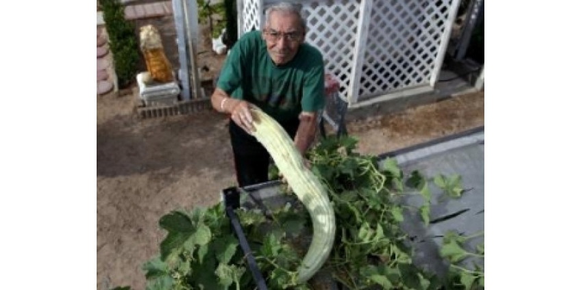 Огурец, длиной в метр