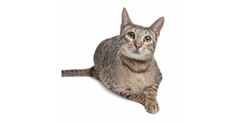 Микрочип помог опознать кота