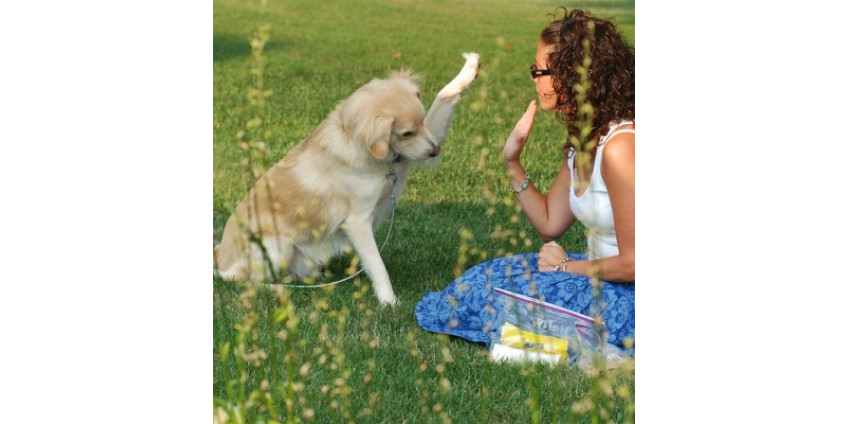 Сиделки для собак