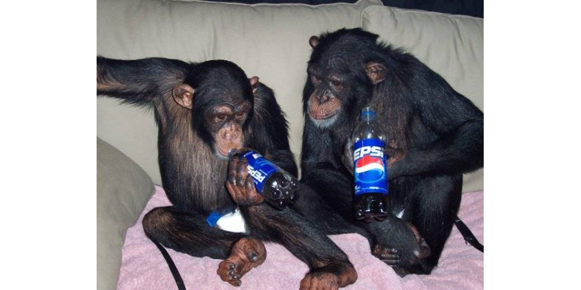 Буйная шимпанзе снова сбежала