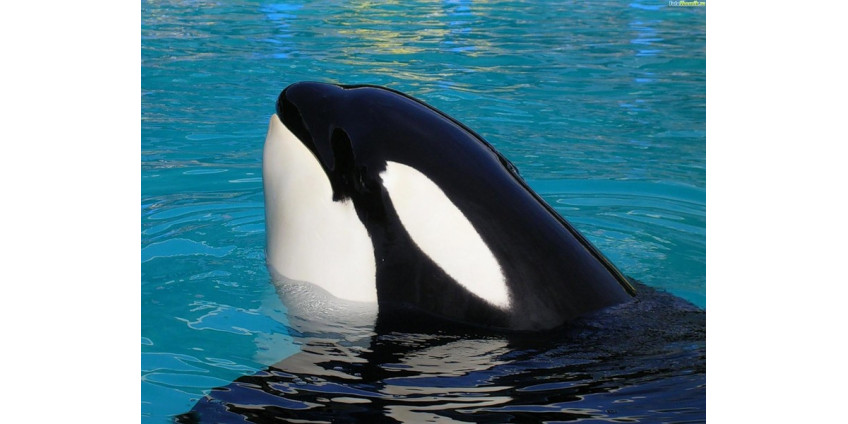 На дрессировщика напала касатка