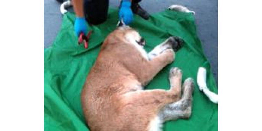 В казино Невады ходят даже пумы